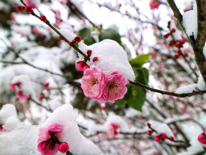 【经典推荐】感悟人生//咏雪（图4）
