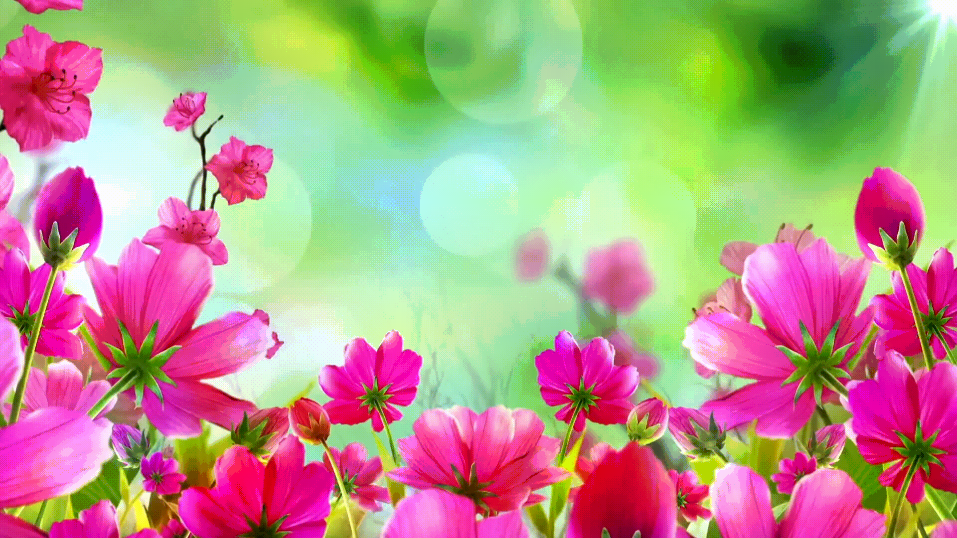 【美文美诵】冬日艳阳诵读《年历》作者/肖朝光|编辑制作/雨杉【花雨馨声】第536期（图10）