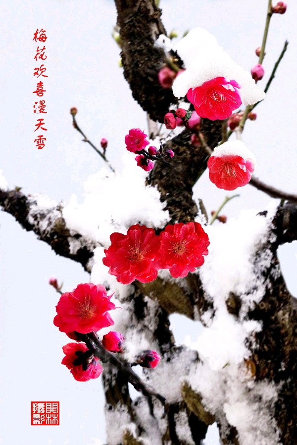 凤凰台上忆吹箫.冬天随吟（4） 作者/卓顺贵（图3）