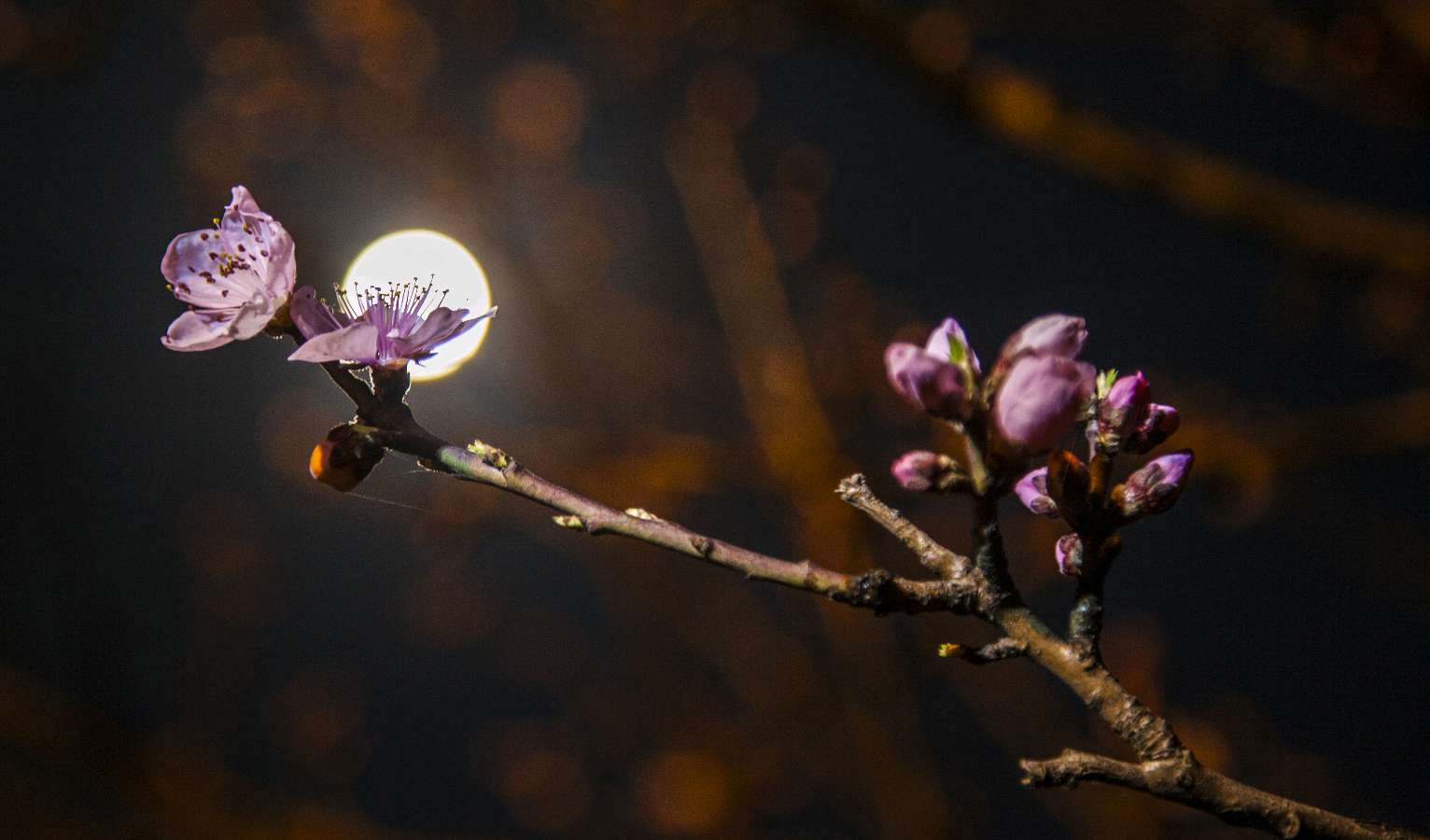 请欣赏王鑫老师的作品《冬夜暖笔抒春》主播/君子兰 编辑/海纳百川【第7122期】（图4）