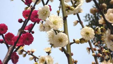 《七绝.梅花》（新韵）作者/戴嘉臣 主播/邢伟（图4）