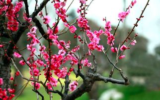 《七绝.梅花》（新韵）作者/戴嘉臣 主播/邢伟（图3）
