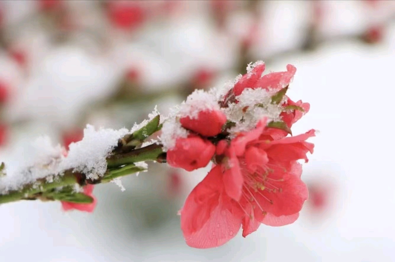 贊雪中梅——作者: 海阔天空——【今日诗坛】征稿——都市头条（图5）