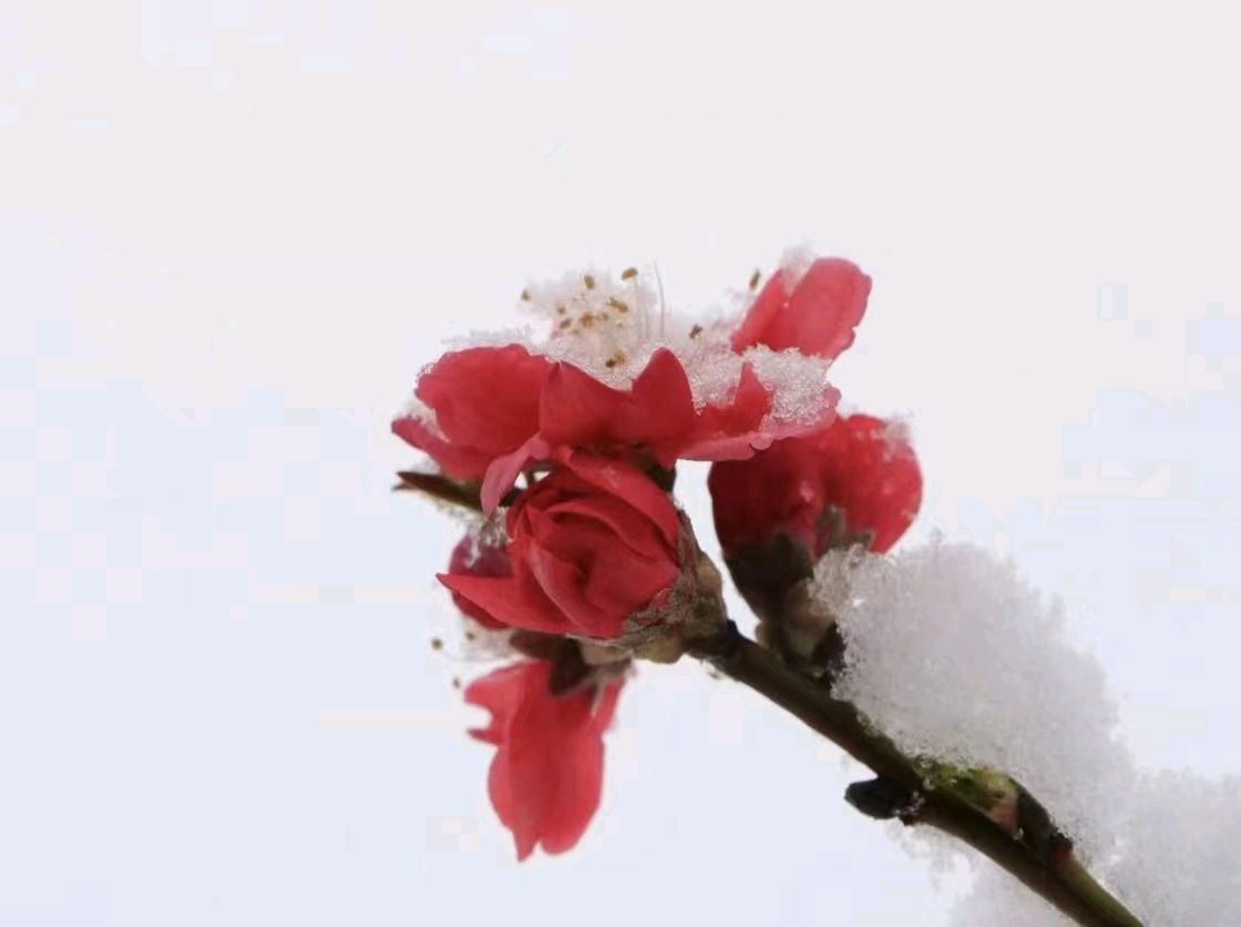 贊雪中梅——作者: 海阔天空——【今日诗坛】征稿——都市头条（图4）