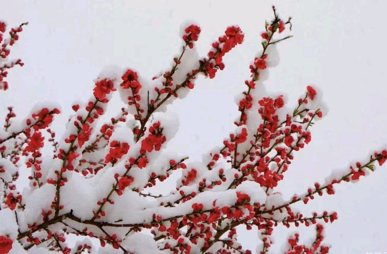 贊雪中梅——作者: 海阔天空——【今日诗坛】征稿——都市头条（图3）