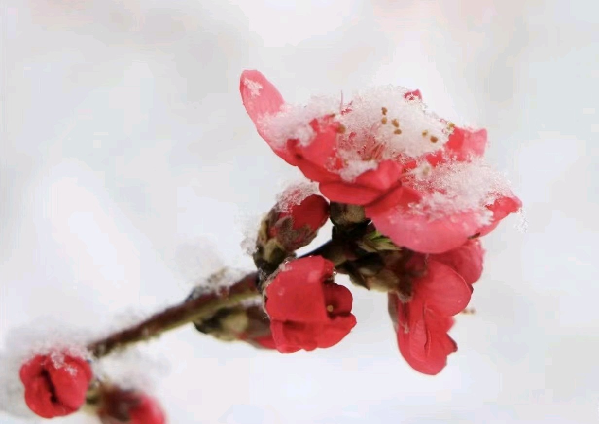 贊雪中梅——作者: 海阔天空——【今日诗坛】征稿——都市头条（图7）