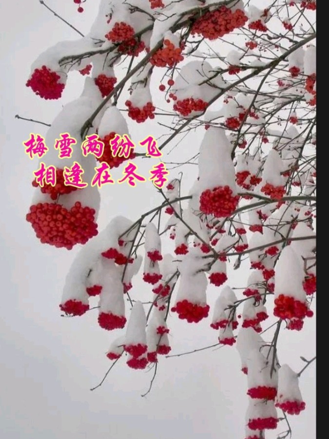 《九江文学社：有声文学》洪新爱社长诗歌欣赏《梅雪情》 精英主播/上善若水【总第1950期】（图2）