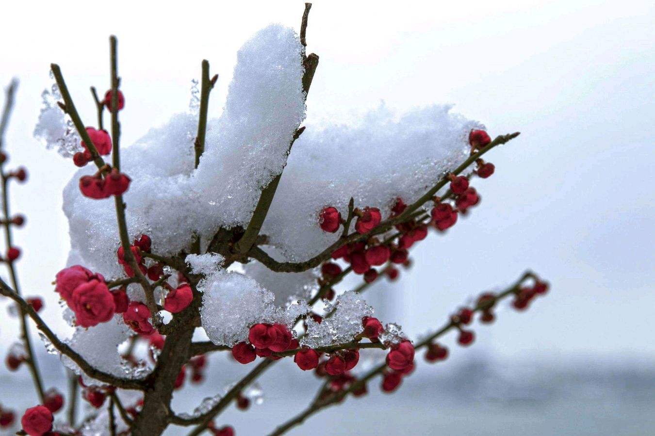 《九江文学社：有声文学》洪新爱社长诗歌欣赏《梅雪情》 精英主播/上善若水【总第1950期】（图3）