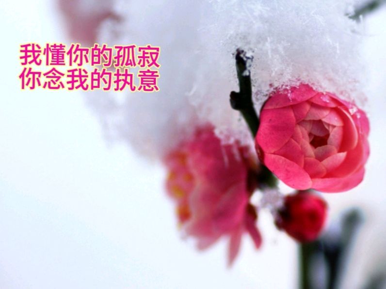 《九江文学社：有声文学》洪新爱社长诗歌欣赏《梅雪情》 精英主播/上善若水【总第1950期】（图7）