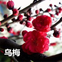 【经典推荐】昨夜天//烟霏霏雪霏霏 岁暮冬寒诗未成（图3）