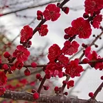七绝·梦梅（文/冯清明）……莲叶之珠文学社