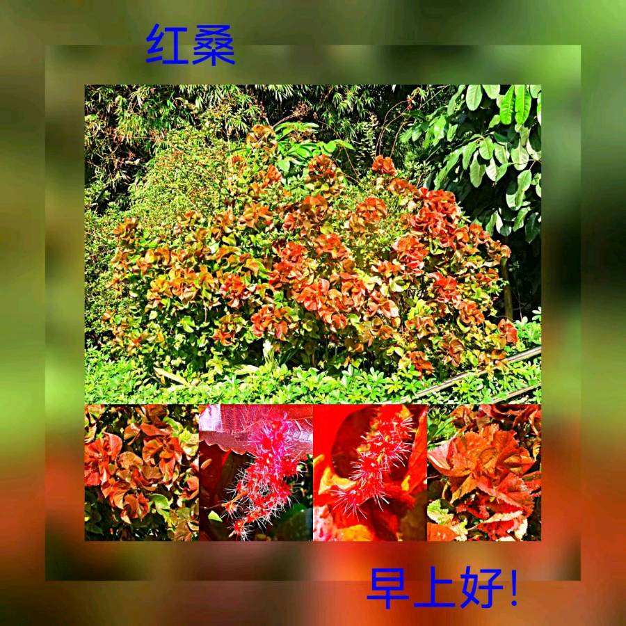 联机全球发布马洪武作品欣赏（图311）