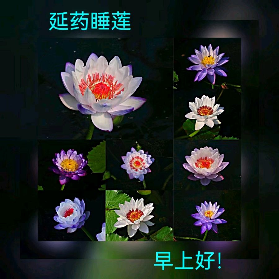 联机全球发布马洪武作品欣赏（图307）