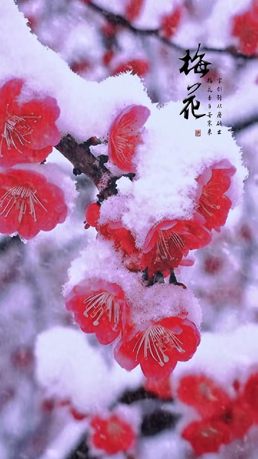 排律-咏梅～诗||杨景儒（图12）