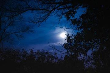 《冬夜，月光里摇晃的树》作者:戈月【主播:芳草青青】【桃源国际诗歌文化传媒】用声音传递温暖以诵读致敬人生♬（图5）