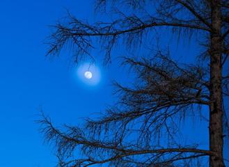 《冬夜，月光里摇晃的树》作者:戈月【主播:芳草青青】【桃源国际诗歌文化传媒】用声音传递温暖以诵读致敬人生♬（图6）