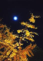 《冬夜，月光里摇晃的树》作者:戈月【主播:芳草青青】【桃源国际诗歌文化传媒】用声音传递温暖以诵读致敬人生♬（图7）