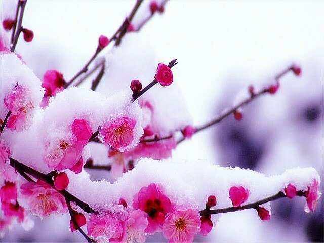 【紫罗兰文学社】楹联专辑023期(都刊) || 六出婆娑开胜境 一枝锦绣扮清垣(图15)