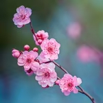 七绝·心梅(文/冯清明)……莲叶之珠文学社(图3)