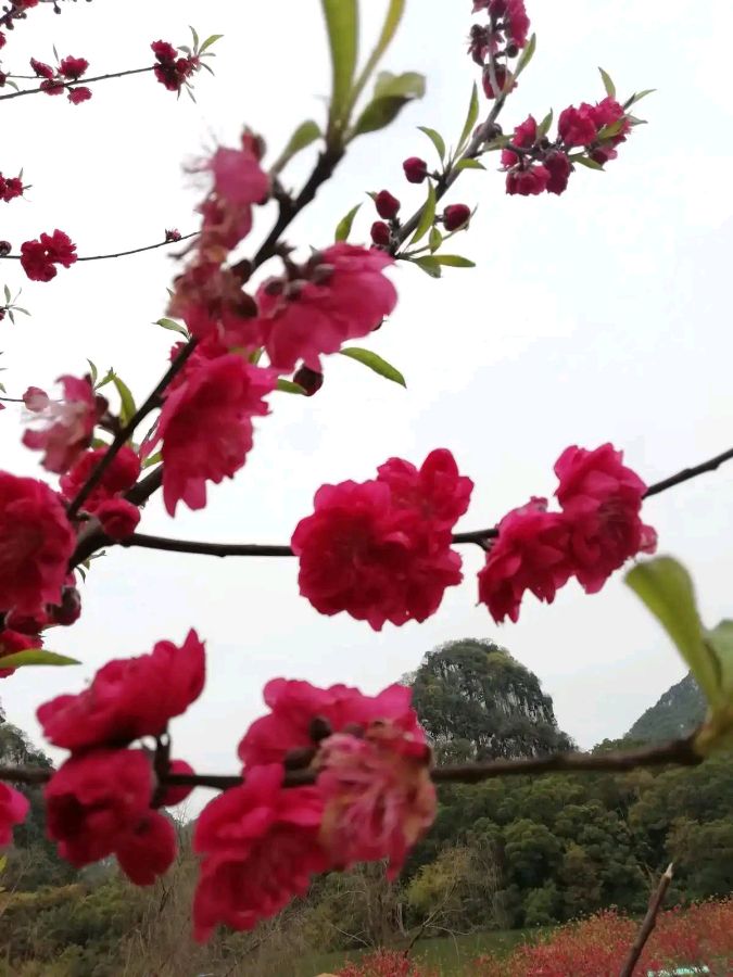 请欣赏八位金牌主播倾情合诵魏德崙老师的作品《我在春天等你》编辑//海纳百川【第7208期】（图16）