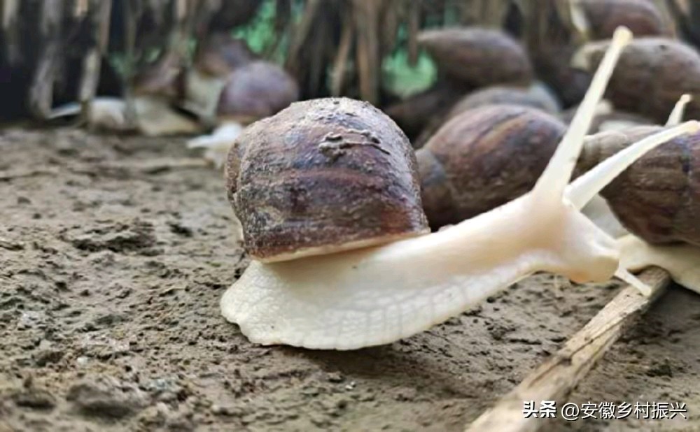 《现代名家诗歌合集鉴赏》作者:李冠军、红蝴蝶、管泽富、田歌。[中国现代诗歌文化传媒]（图10）