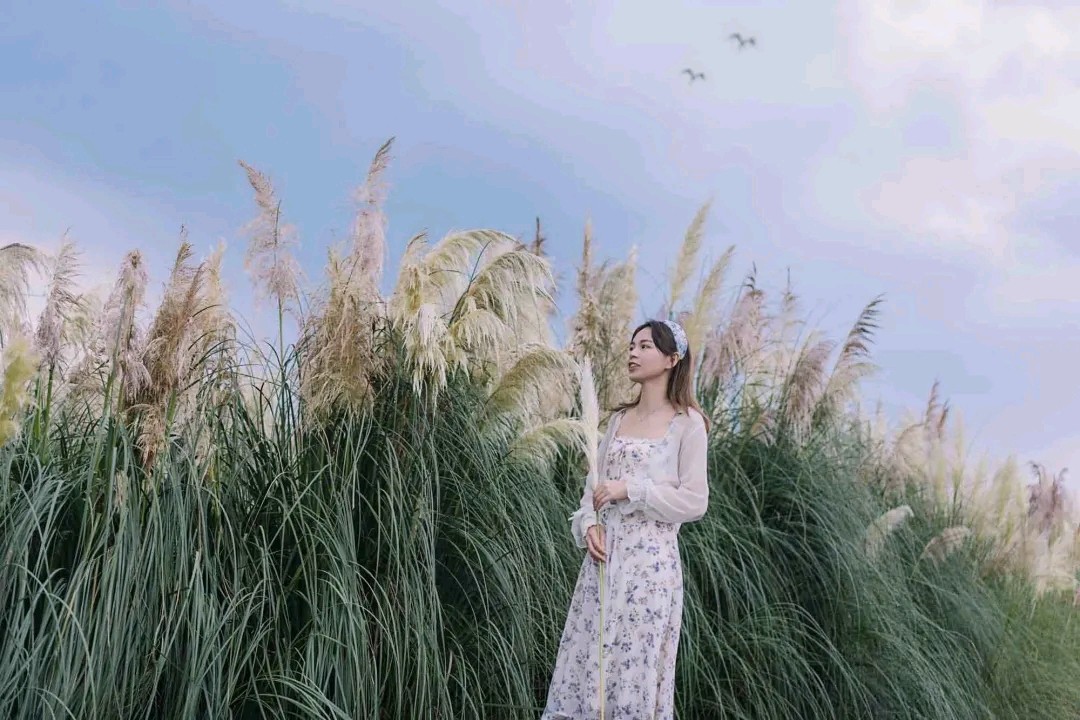 【诗歌鉴赏】芦苇颂 作者/春华秋实（图5）