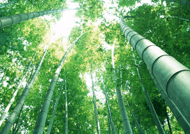 国风上海社‖第五十九期诗刊—上海头条（图23）