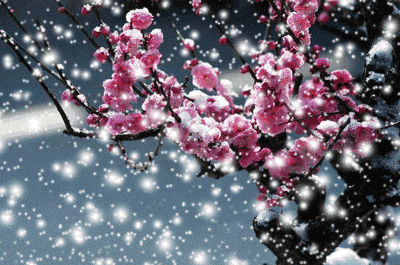 《雪花的情怀》文：王再祥/诵：山谷幽兰【四合院诗刊】世界诗人名人展（10759）（图3）