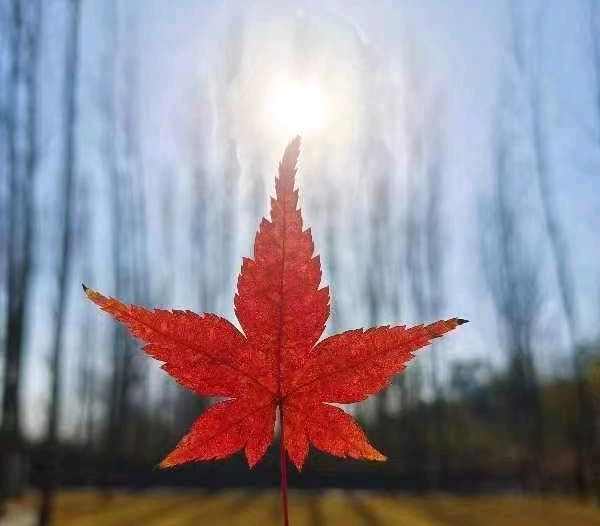 《叶落》（图2）
