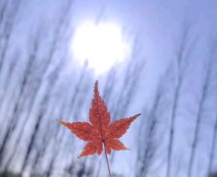 《叶落》