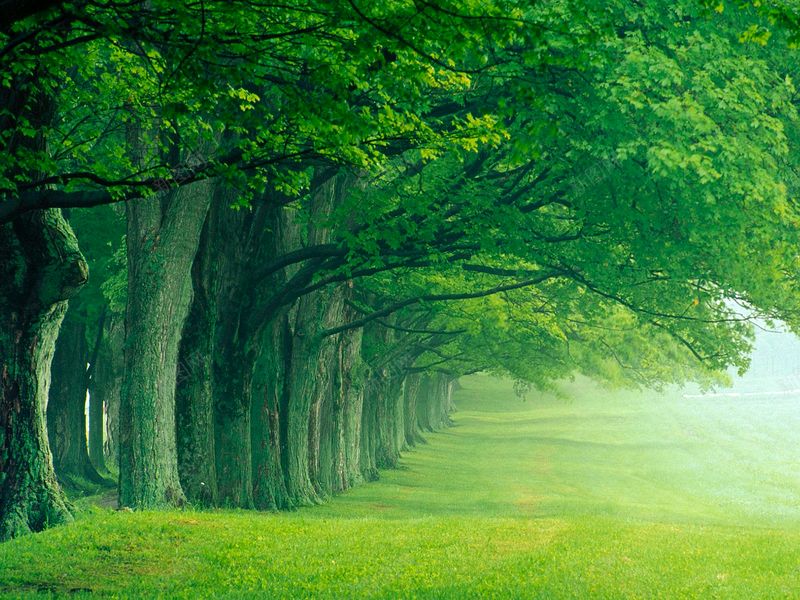 🌳最美生态散文集欣赏🌳《树下无言》厚朴