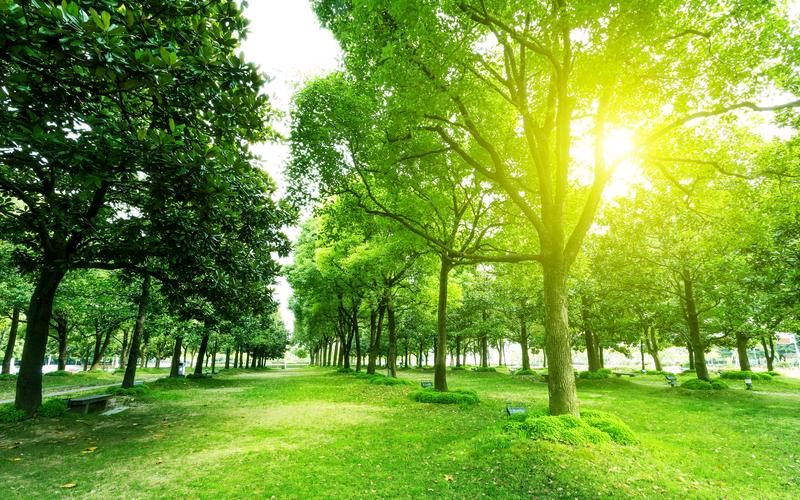 🌳最美生态散文集欣赏🌳《树下无言》厚朴(图5)