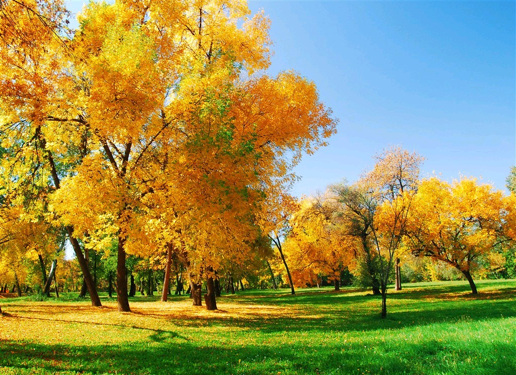 🌳最美生态散文集欣赏🌳《树下无言》厚朴(图3)