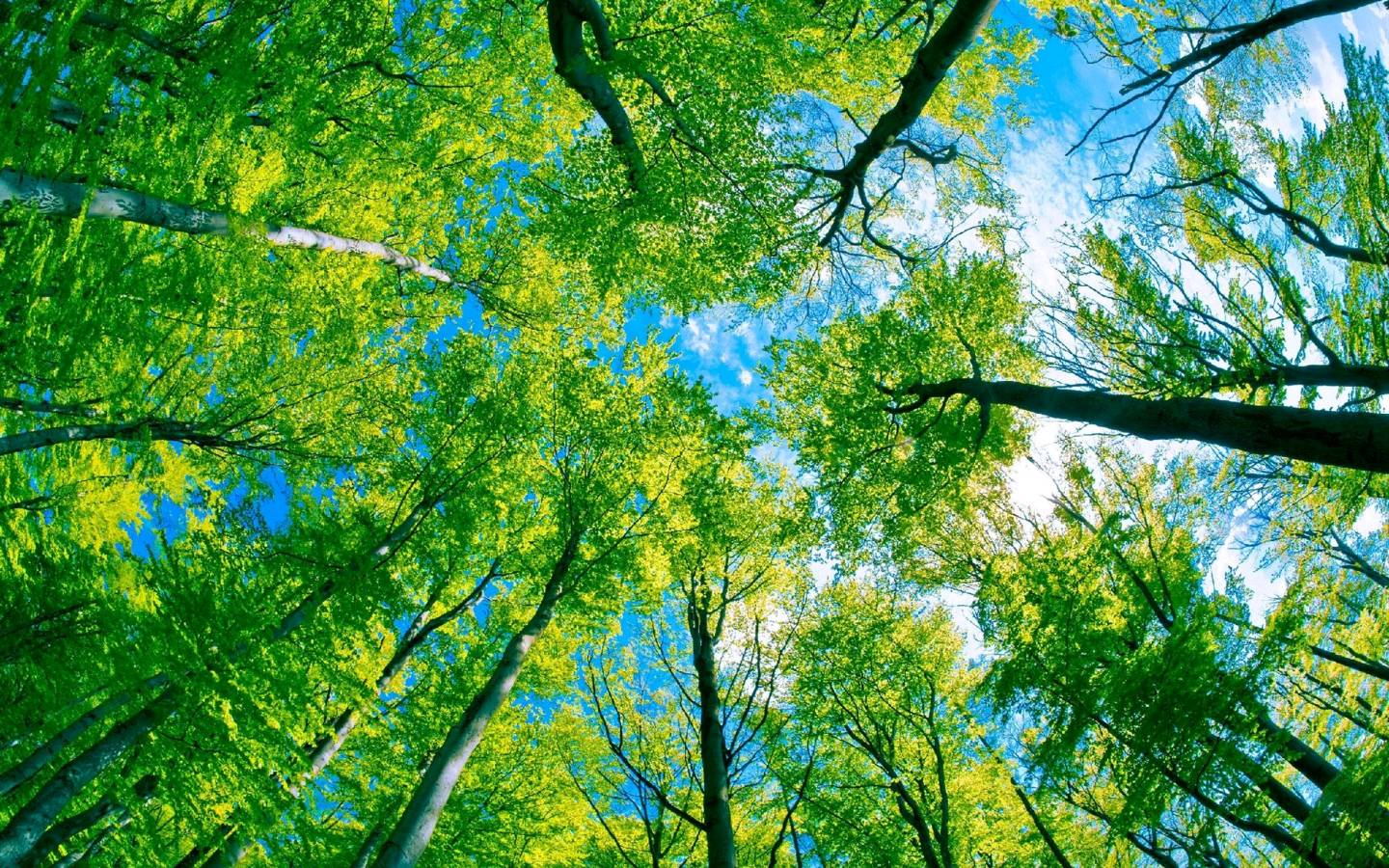 🌳最美生态散文集欣赏🌳《树下无言》厚朴(图8)