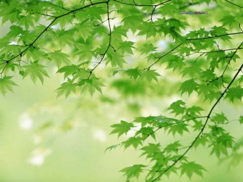《新年伊始，惟愿岁月静好》作者/天河 主播/阿伞 主播/胡琴（图2）