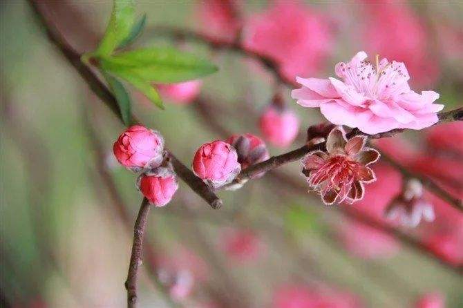 *诗词小辑*作者：高岩（辽宁）【冰心文化传媒】主编冰心（图6）