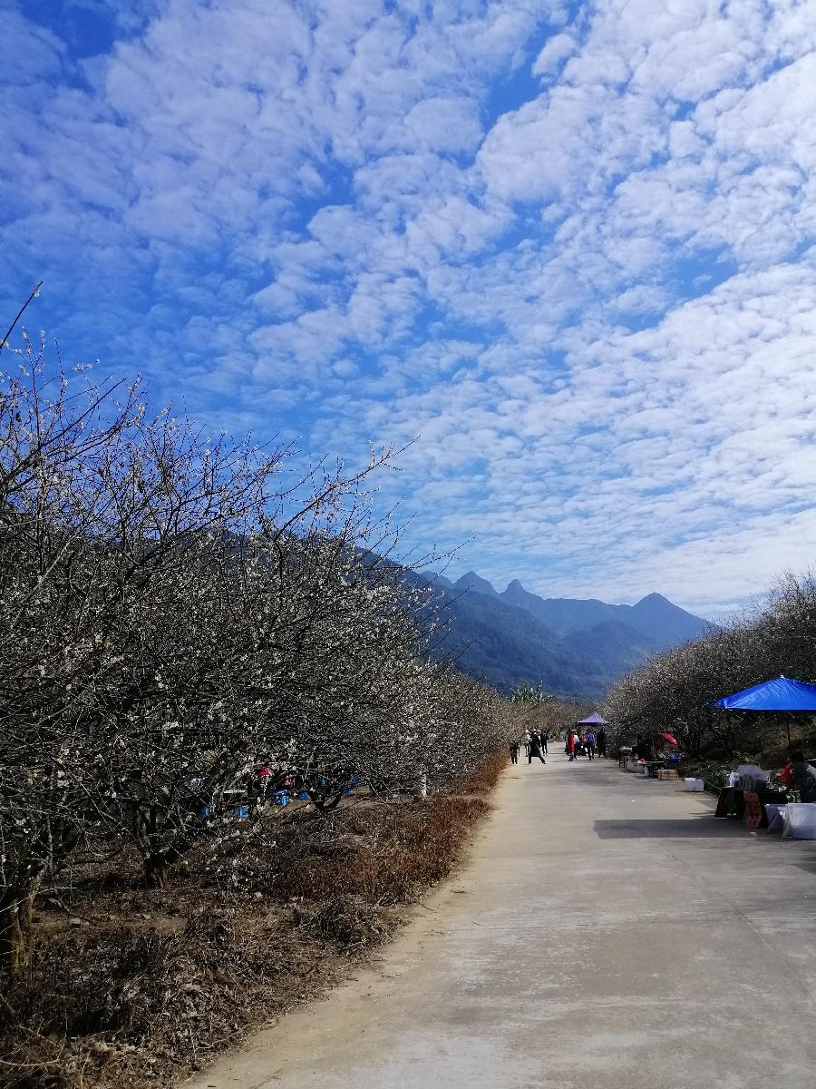 五古 望新年（四首）文／江冲（图8）
