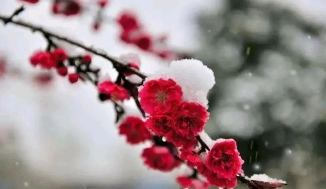 张广新的《七绝•贺新年》