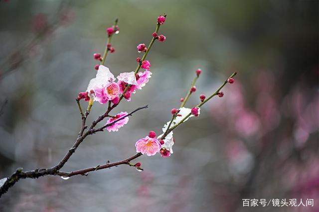 *诗歌小辑*作者：程宝玉〔内蒙古〕【冰心文化传媒】（图3）