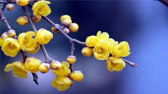 鲜花庆新年（图3）