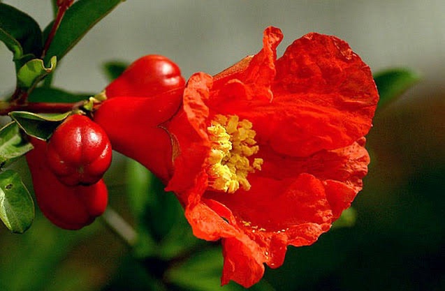 鲜花庆新年（图7）