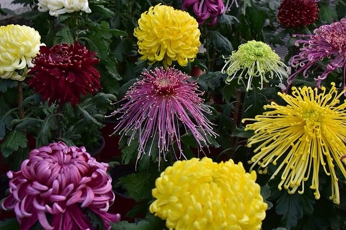 鲜花庆新年（图11）