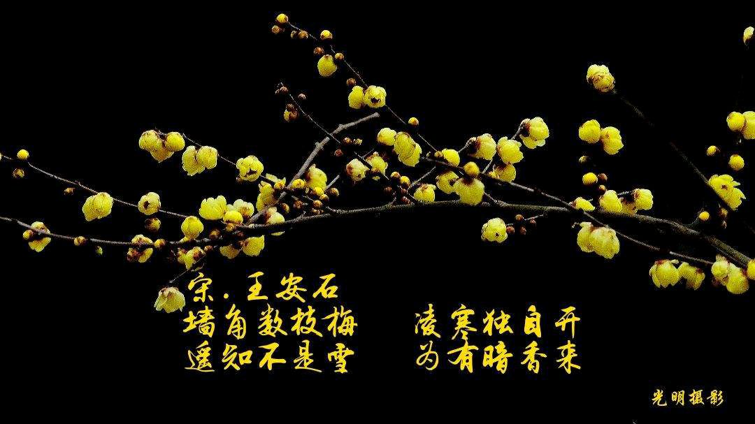 *诗词小辑*作者：丁旭〔湖北〕【冰心文化传媒】（图5）