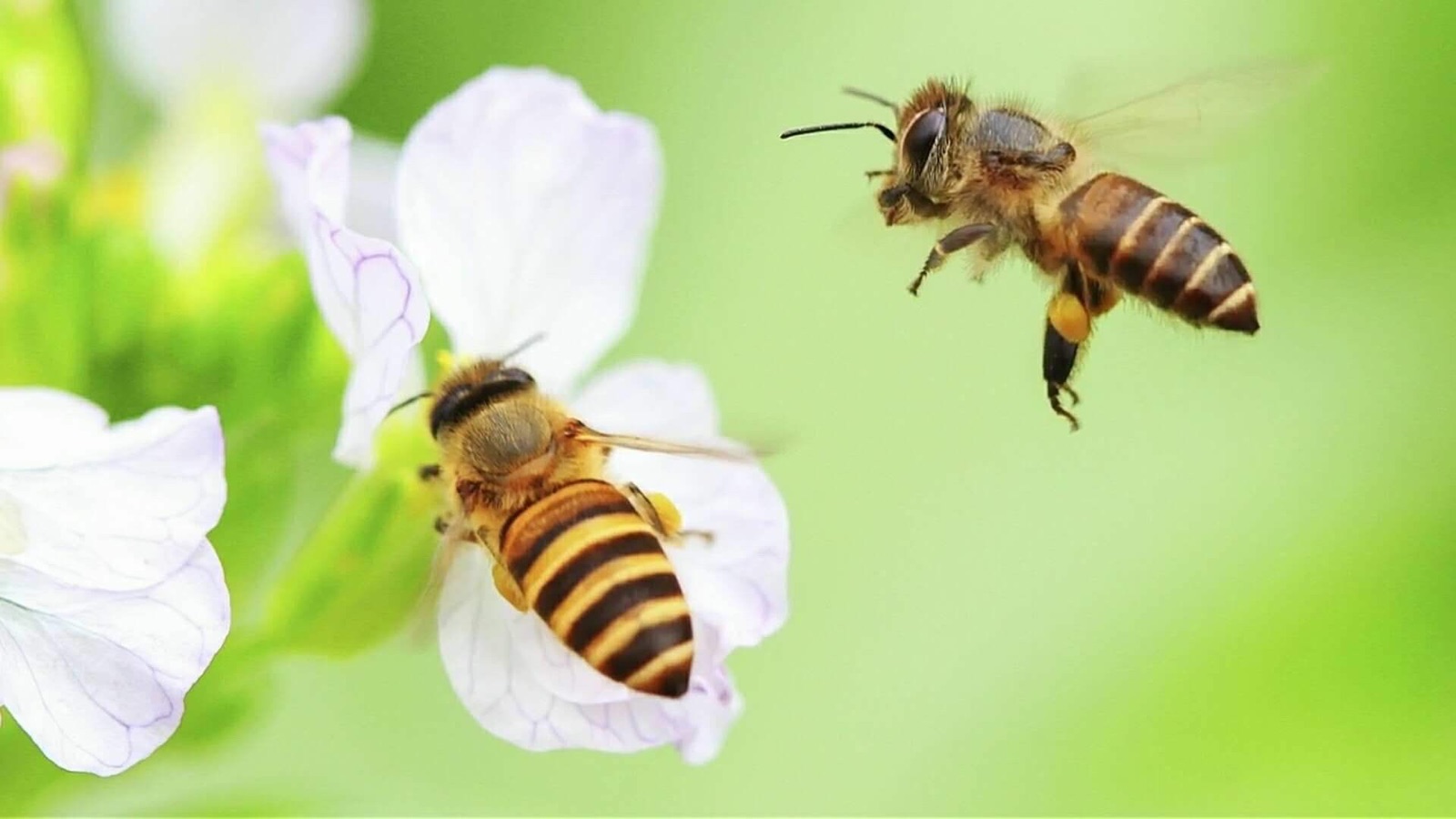 蜜蜂的梦想（诗二首）||文/王淑霞（图2）