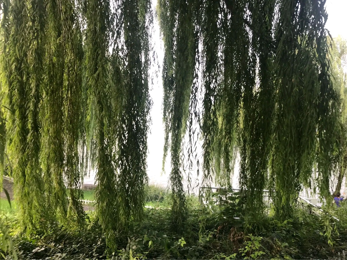 请欣赏六位金牌主播倾情诵读魏德崙老师的作品《静静的柳堤》编辑//海纳百川【第7272期】（图3）