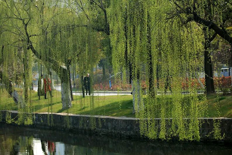 请欣赏六位金牌主播倾情诵读魏德崙老师的作品《静静的柳堤》编辑//海纳百川【第7272期】（图8）