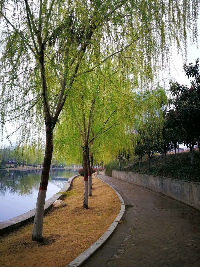 请欣赏六位金牌主播倾情诵读魏德崙老师的作品《静静的柳堤》编辑//海纳百川【第7272期】（图11）