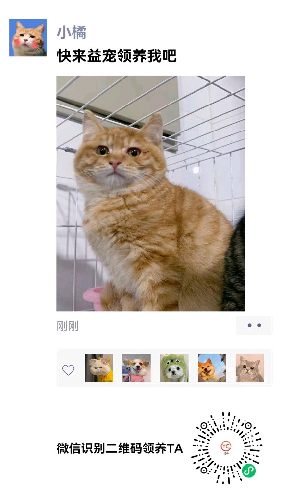 河南许昌：益宠：让爱传递，让宠物找到家（图4）