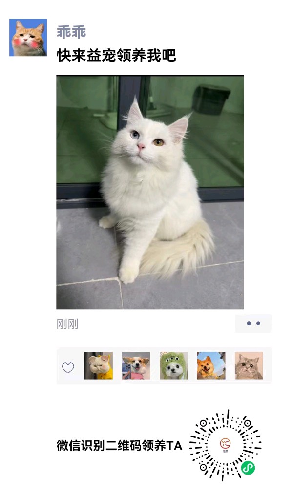 河南许昌：益宠：让爱传递，让宠物找到家（图3）