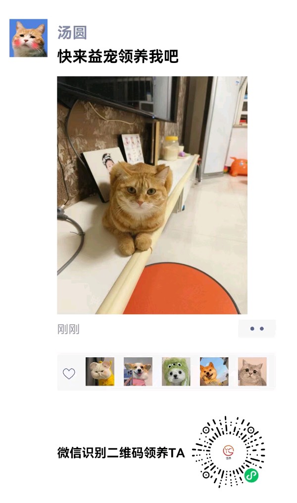 河南许昌：益宠：让爱传递，让宠物找到家